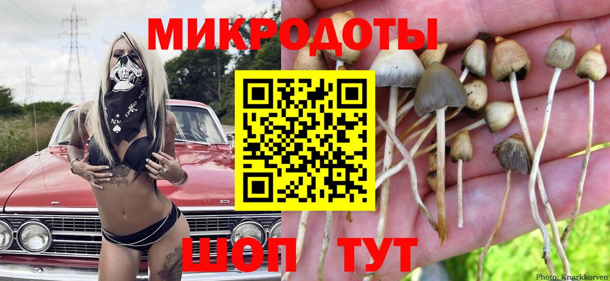 купить наркотик  Вход с VPN  Новозыбков  Псилоцибиновые грибы Psilocybine cubensis 